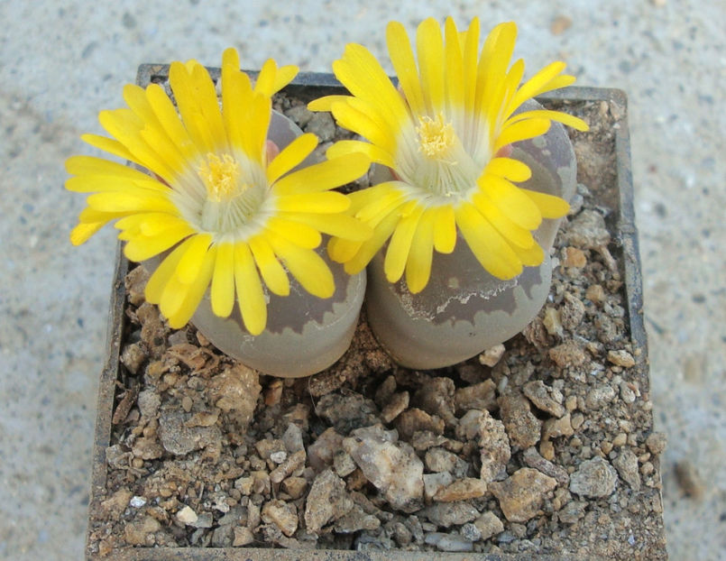 Lithops otzeniana GC Nel 1937. - Genul Lithops