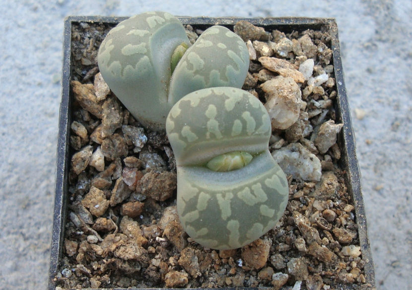 Lithops otzeniana 'Aquamarine' - Genul Lithops