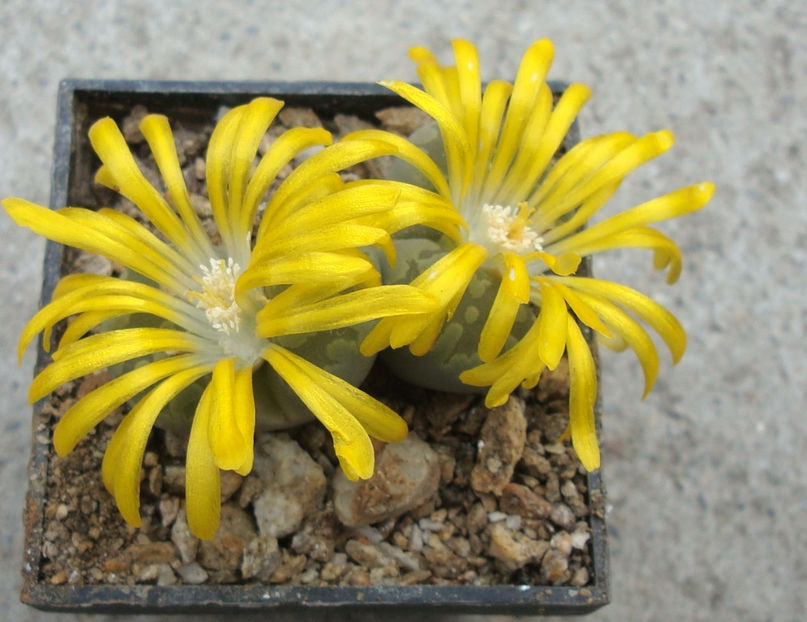 Lithops otzeniana 'Aquamarine' - Genul Lithops