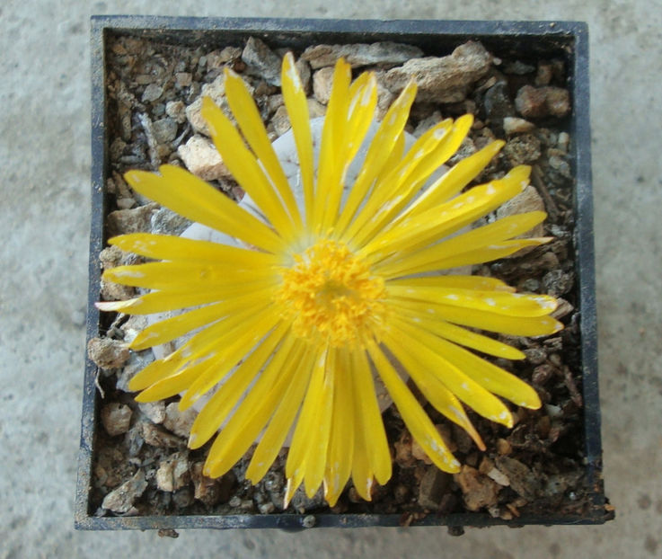 Lithops pseudotruncatella (Marl.) Ne Br.1908. - Genul Lithops