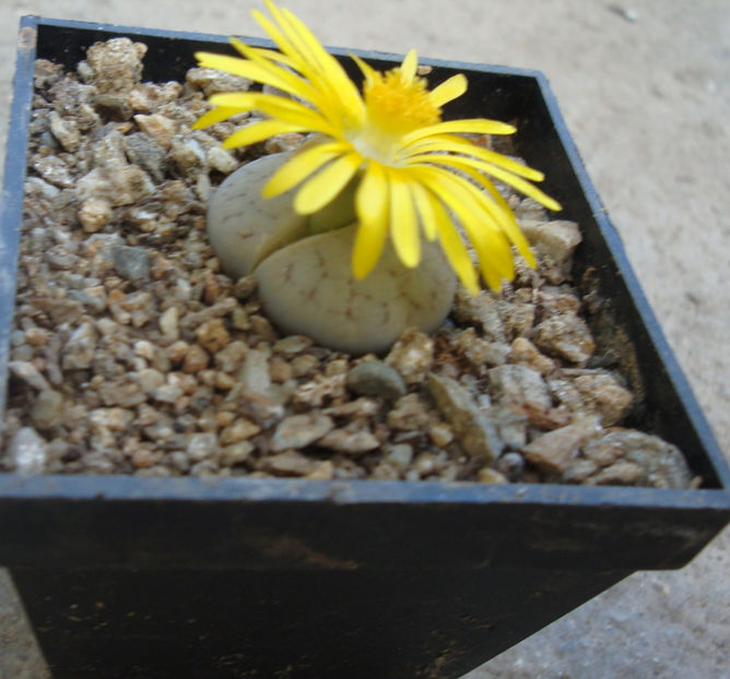 Lithops pseudotruncatella (Marl.) Ne Br.1908. - Genul Lithops
