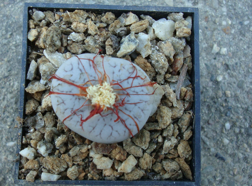 Lithops pseudotruncatella (Marl.) Ne Br.1908. - Genul Lithops