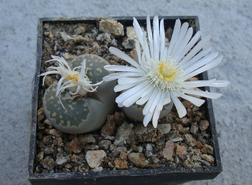 Lithops salicola L. Bol. 1936. - Genul Lithops