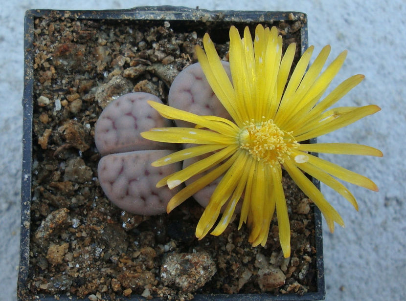 Lithops schwantesii  cv. ,,Blue Moon’’ - Genul Lithops
