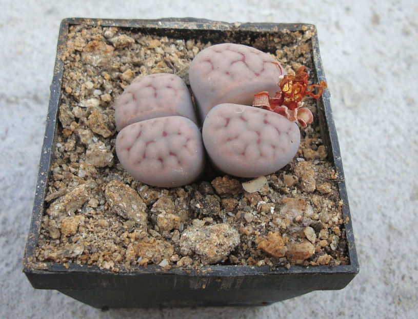 Lithops schwantesii cv. ,,Blue Moon’’ - Genul Lithops