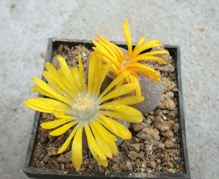 Lithops terricolor NE Br.1922. - Genul Lithops