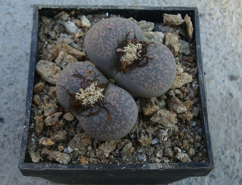 Lithops terricolor NE Br.1922. - Genul Lithops