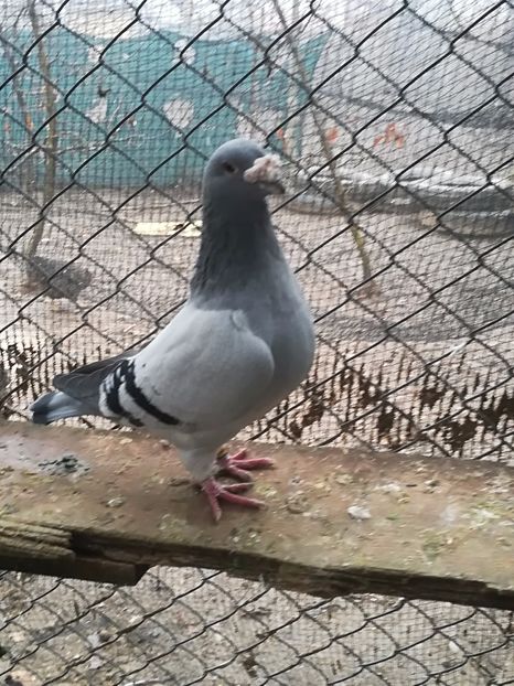 vandut - PORUMBEI MATCA PENTRU 2018