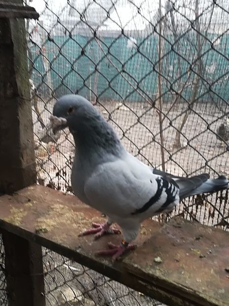  - PORUMBEI MATCA PENTRU 2018