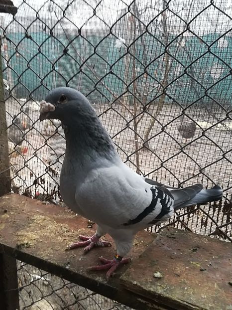  - PORUMBEI MATCA PENTRU 2018