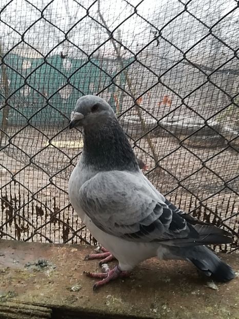  - PORUMBEI MATCA PENTRU 2018