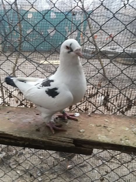  - PORUMBEI MATCA PENTRU 2018