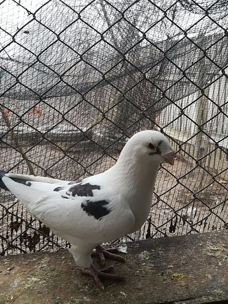  - PORUMBEI MATCA PENTRU 2018