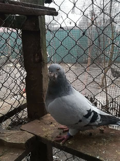  - PORUMBEI MATCA PENTRU 2018