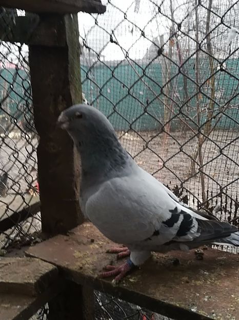  - PORUMBEI MATCA PENTRU 2018