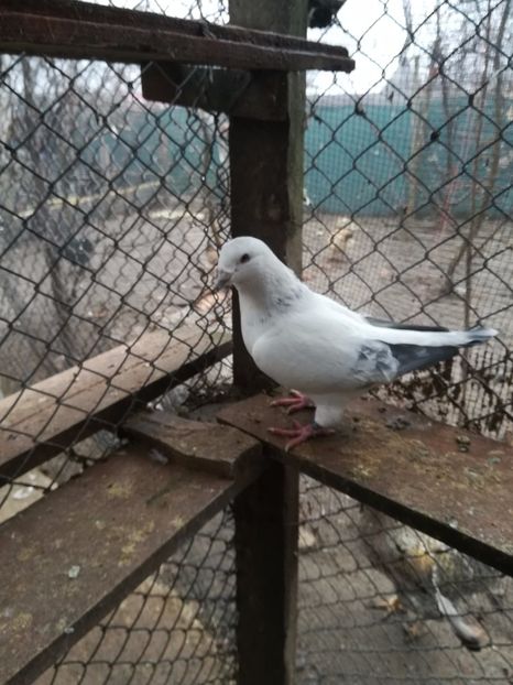  - PORUMBEI MATCA PENTRU 2018