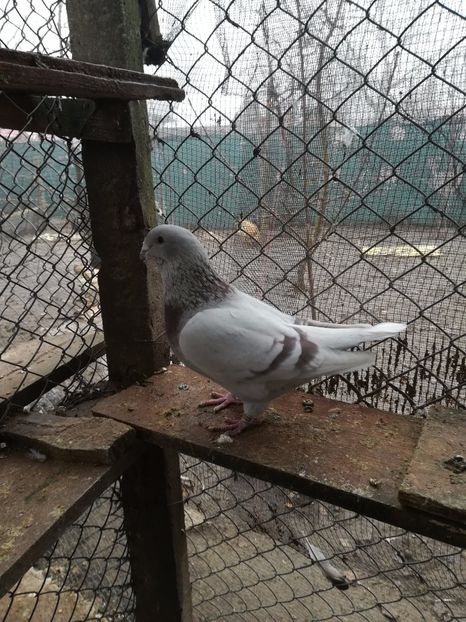  - PORUMBEI MATCA PENTRU 2018