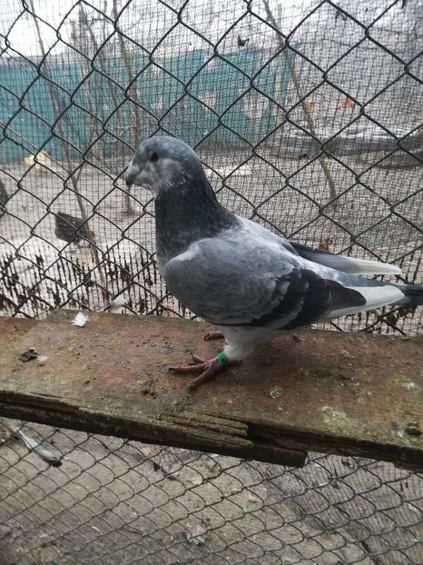  - PORUMBEI MATCA PENTRU 2018