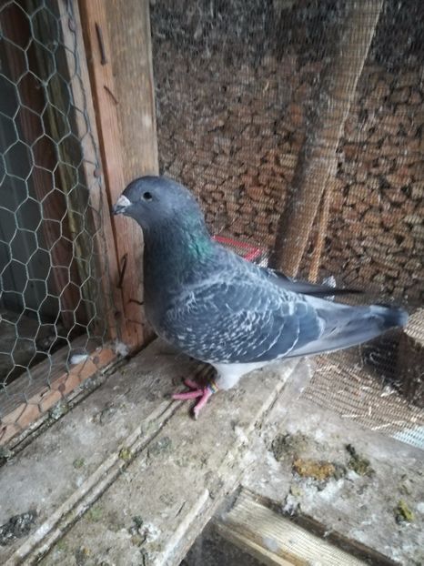  - PORUMBEI MATCA PENTRU 2018