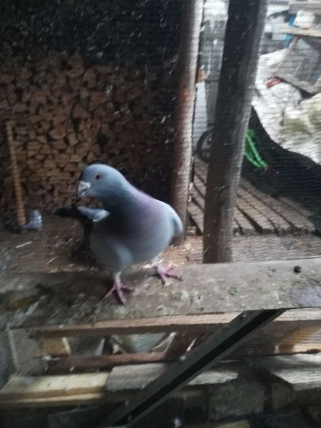  - PORUMBEI MATCA PENTRU 2018