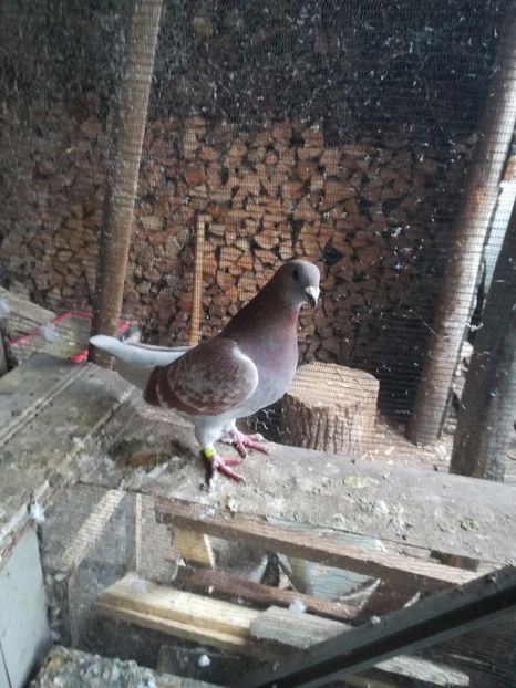  - PORUMBEI MATCA PENTRU 2018