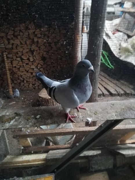  - PORUMBEI MATCA PENTRU 2018
