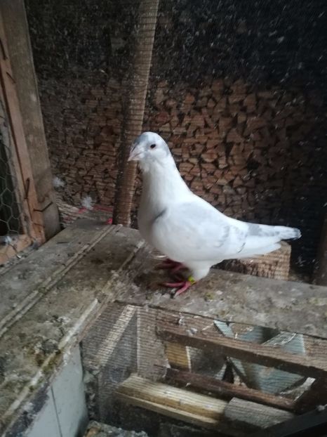  - PORUMBEI MATCA PENTRU 2018