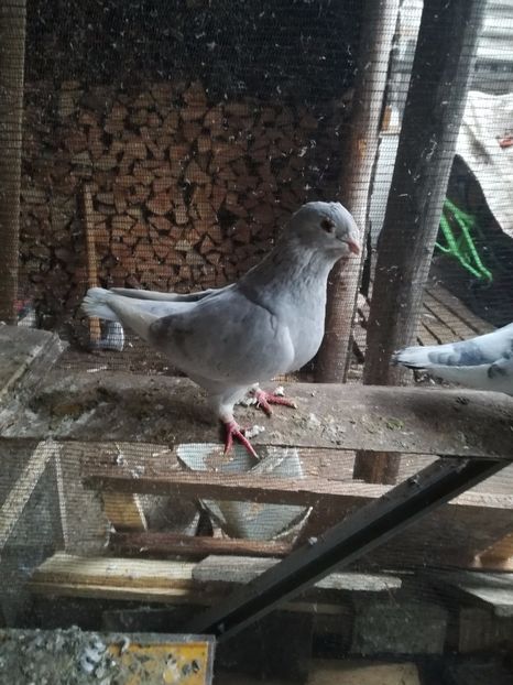  - PORUMBEI MATCA PENTRU 2018