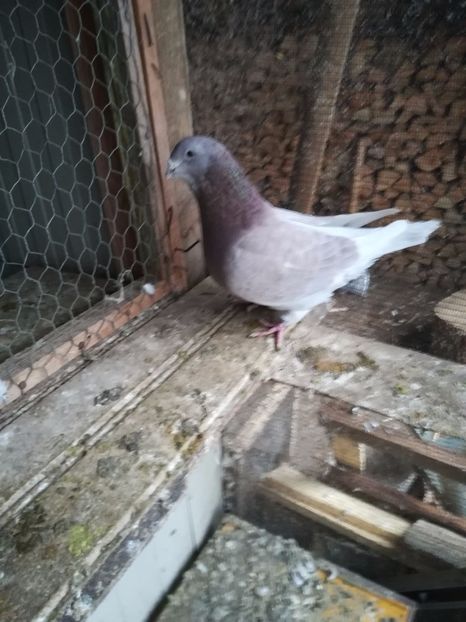 - PORUMBEI MATCA PENTRU 2018