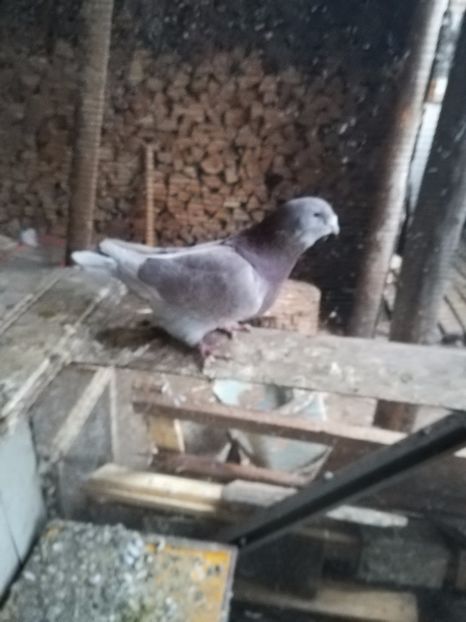  - PORUMBEI MATCA PENTRU 2018