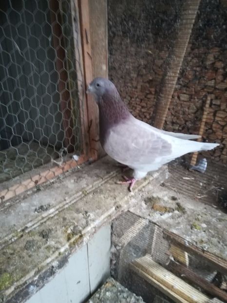  - PORUMBEI MATCA PENTRU 2018