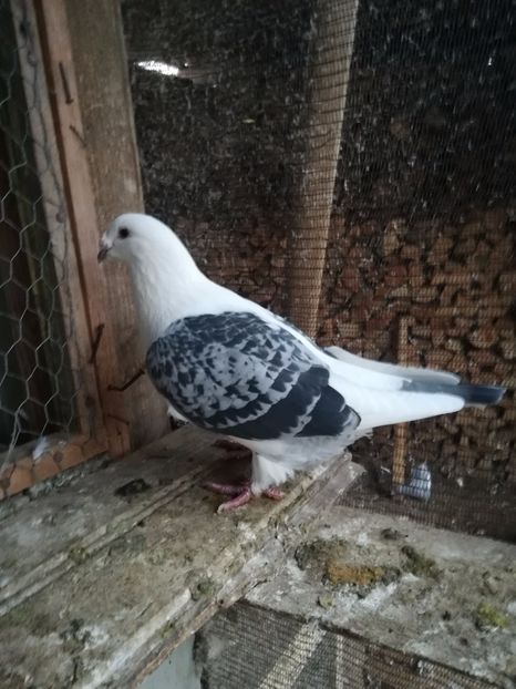 - PORUMBEI MATCA PENTRU 2018