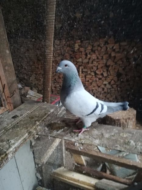  - PORUMBEI MATCA PENTRU 2018