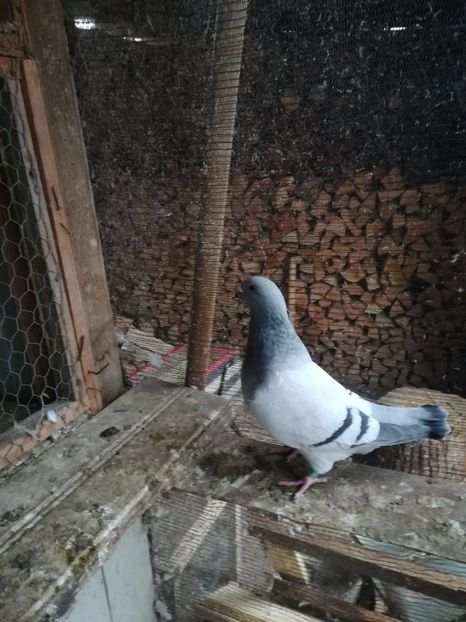  - PORUMBEI MATCA PENTRU 2018