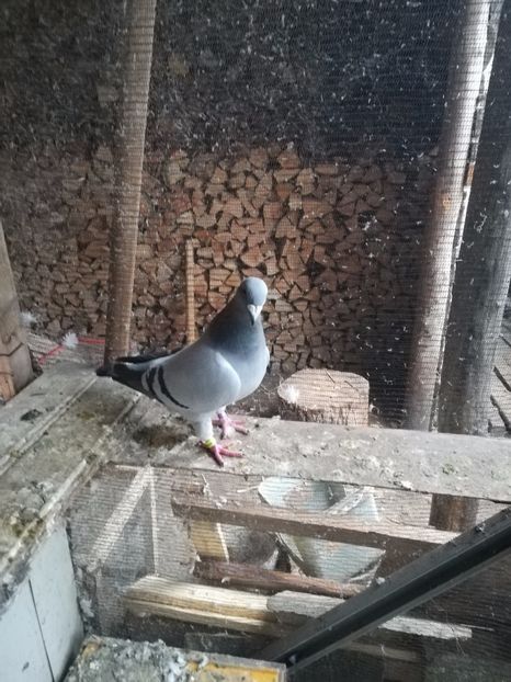  - PORUMBEI MATCA PENTRU 2018