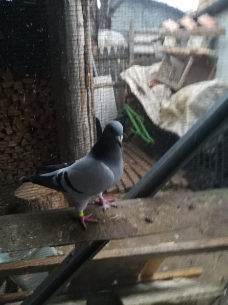  - PORUMBEI MATCA PENTRU 2018
