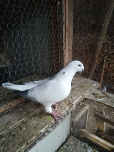  - PORUMBEI MATCA PENTRU 2018
