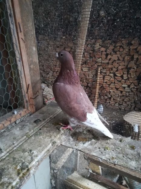  - PORUMBEI MATCA PENTRU 2018