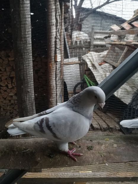  - PORUMBEI MATCA PENTRU 2018