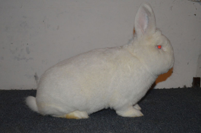 mascul 96 p - EXPOZITIA NATIONALA BAICOI 2017