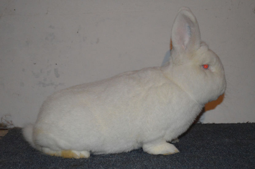 mascul 96 p - EXPOZITIA NATIONALA BAICOI 2017