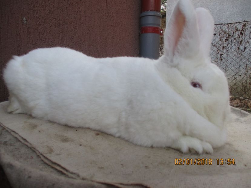 fem.NEO 2017 !! - X ARHIVA IEPURI CE AM AVUT