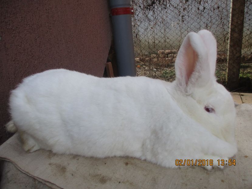 PROD,PROPRIE !!! - X ARHIVA IEPURI CE AM AVUT