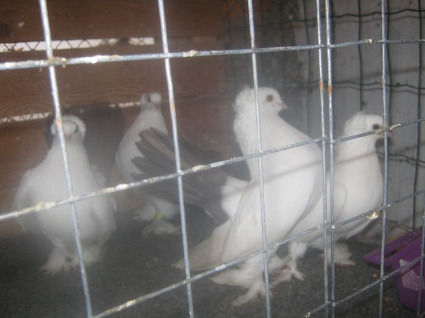 coada rosie - CAUCASIAN TUMBLER PIGEON- nordcaucazieni