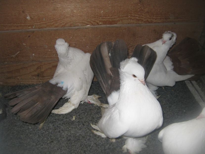  - CAUCASIAN TUMBLER PIGEON- nordcaucazieni