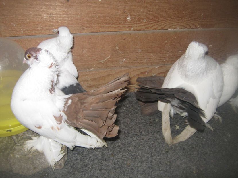  - CAUCASIAN TUMBLER PIGEON- nordcaucazieni