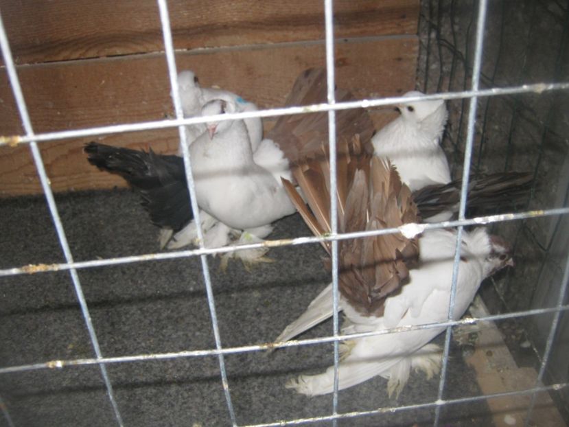  - CAUCASIAN TUMBLER PIGEON- nordcaucazieni