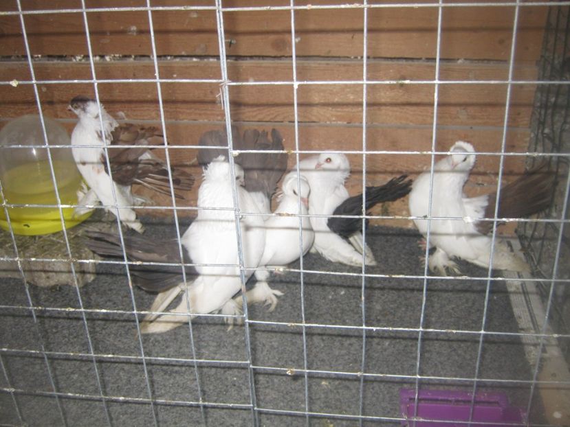  - CAUCASIAN TUMBLER PIGEON- nordcaucazieni