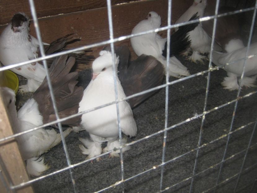  - CAUCASIAN TUMBLER PIGEON- nordcaucazieni