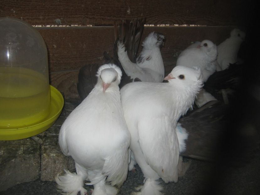  - CAUCASIAN TUMBLER PIGEON- nordcaucazieni